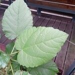 Althaea officinalis Foglia