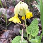 Primula verisFlower