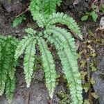 Adiantum hispidulum Blatt