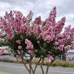 Lagerstroemia speciosaFlor