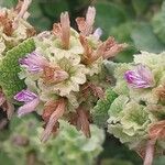 Pseudodictamnus hirsutus Flower