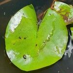 Nymphaea mexicana Leaf