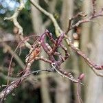 Acer davidii Bark