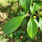 Aronia arbutifolia Feuille