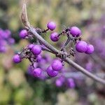 Callicarpa bodinieri Плід