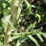Eriophyllum stoechadifolium Muu
