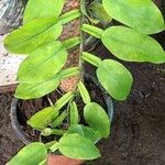 Pothos scandens List