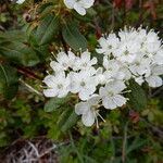 Rhododendron columbianum Flor