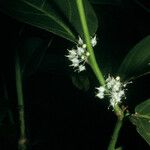 Casearia bicolor