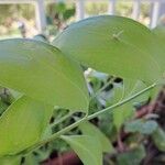 Ruscus hypophyllumLeaf