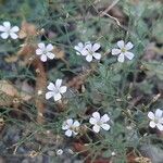 Petrorhagia saxifraga 花