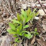 Mertensia paniculata Hoja