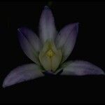 Brodiaea pallida 花