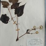 Clematis connata Otro