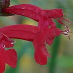 Salvia roemeriana Flor