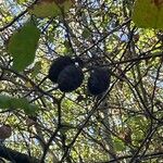 Alnus cordata Fruit