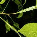 Quassia amara Corteza