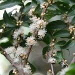 Myrciaria floribunda Hábitos