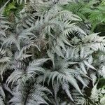 Athyrium niponicum Vekstform