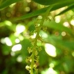 Oberonia disticha Çiçek