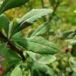 Berberis vulgaris Leaf