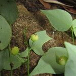 Phyllanthus luciliae Fruto