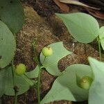 Phyllanthus luciliae