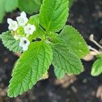 Lippia javanica Листок