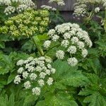 Heracleum maximum फूल