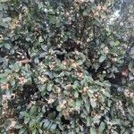 Syzygium paniculatum Φύλλο