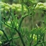 Crithmum maritimum Blüte