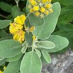 Phlomis fruticosa Fulla