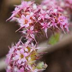 Chorizanthe angustifolia Flor
