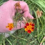 Tagetes tenuifolia Квітка