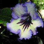 Streptocarpus primulifolius Λουλούδι