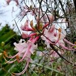 Rhododendron periclymenoides Flower