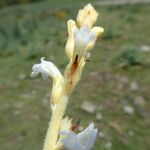 Orobanche nana Кара