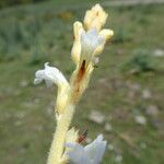 Orobanche nana Bark