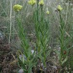 Helichrysum plicatum Habit