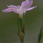 Dianthus furcatus Kvet