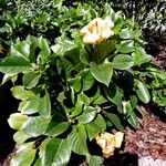 Solandra grandiflora Hàbitat