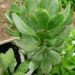 Senecio decaryi Hoja