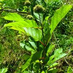 Cephalanthus occidentalis Ліст