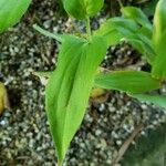 Tricyrtis hirta Leaf