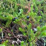 Empetrum nigrum Hoja