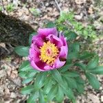 Paeonia masculaFloare