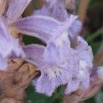 Phelipanche ramosa Blüte