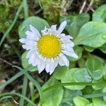 Bellis perennis Folha