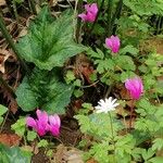 Cyclamen repandumBlüte