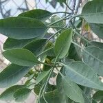 Nicotiana glauca Лист